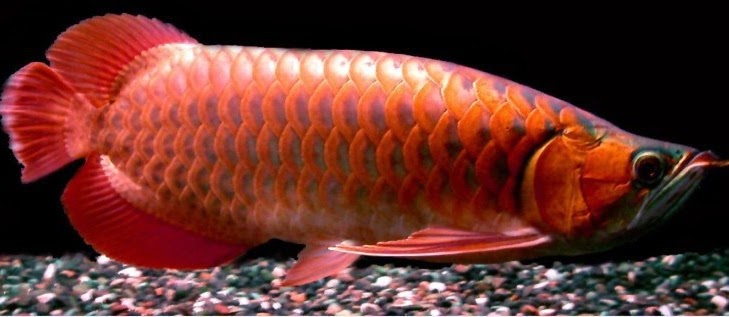 Gambar Ikan  Arwana  Termahal dan Terbesar di Dunia 