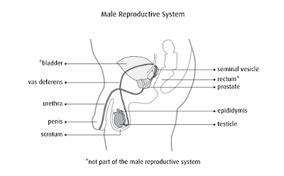 Simple male reproductive system diagram | Easy diagram of male reproductive system | Male reproductive system diagram with labels