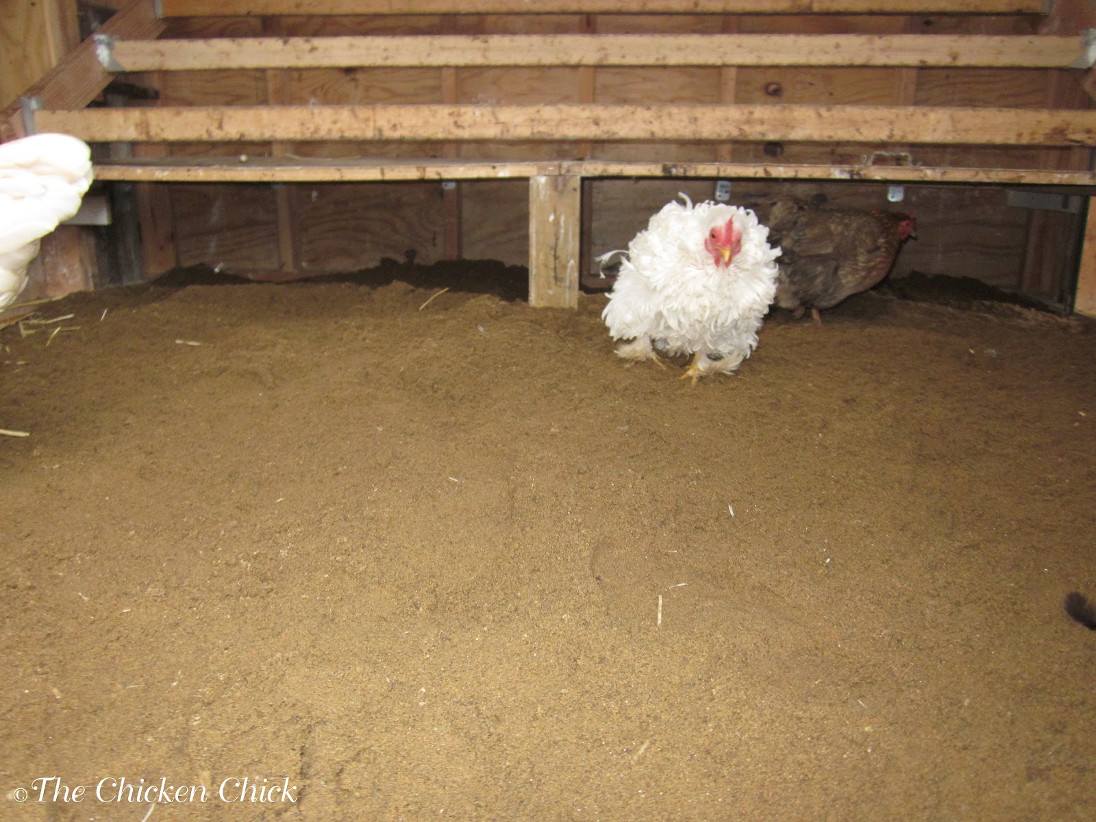 The Chicken ChickÂ®: Chicken Coop Bedding: Sand, the Litter 