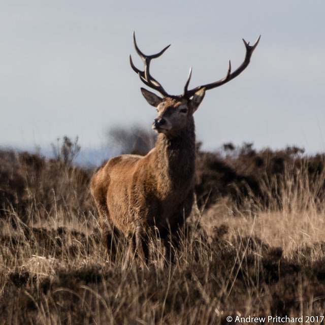 A healthy looking stag looking across the moorland.