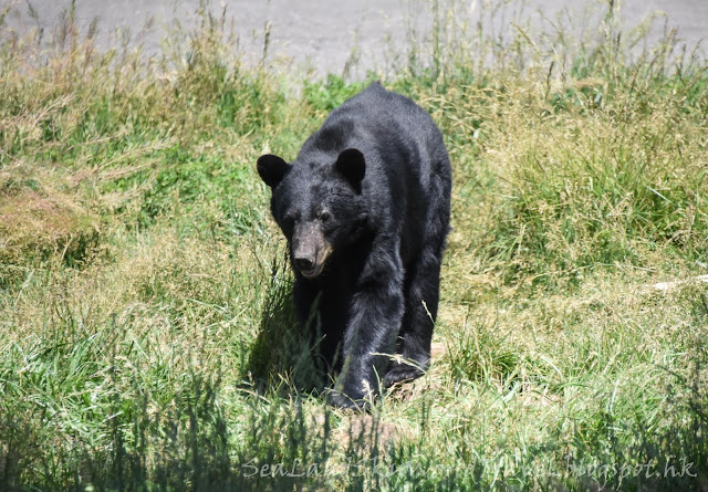 Yellowstone Bear World