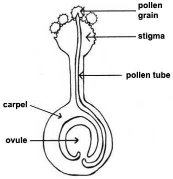 Parts Of A Flower Diagram. out