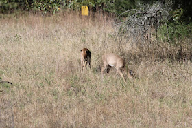 a pair of whitetails at wood's edge