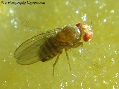 Drosophila Melanogaster Male