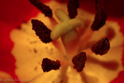 May snow storms bring June flowers?, red and yellow flower close up, Chris Baer