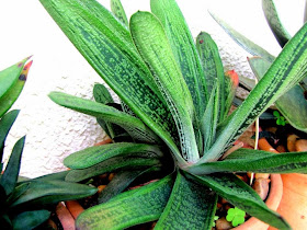 Eliete Coridoni - Gasteria Van Damme