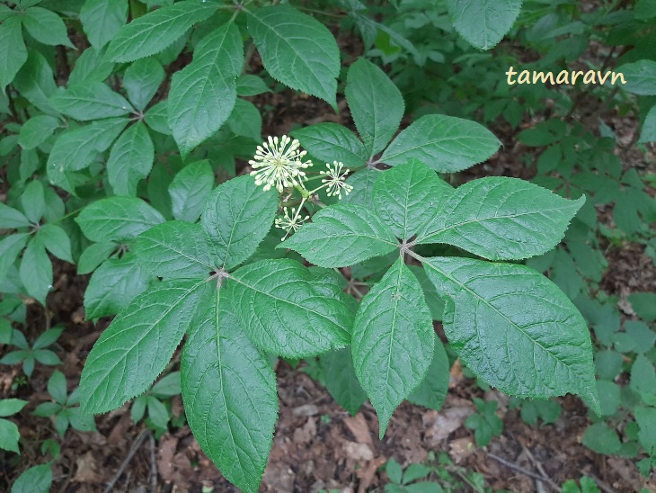 Элеутерококк колючий / Свободноягодник колючий (Eleutherococcus senticosus)