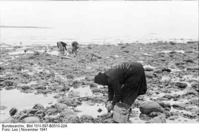 French women collecting shellfish on the seashore, 30 November 1941 worldwartwo.filminspector.com