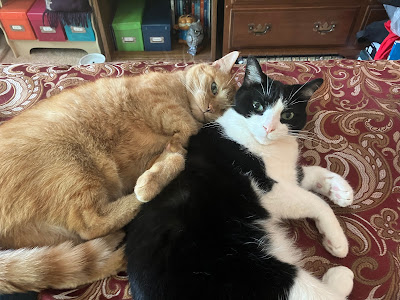 orange cat cuddling tuxedo cat