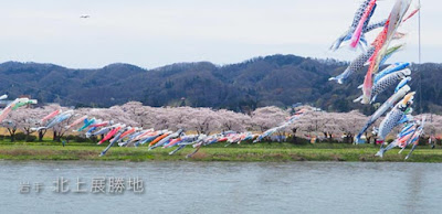 北上展勝地の桜並木と鯉のぼり♪