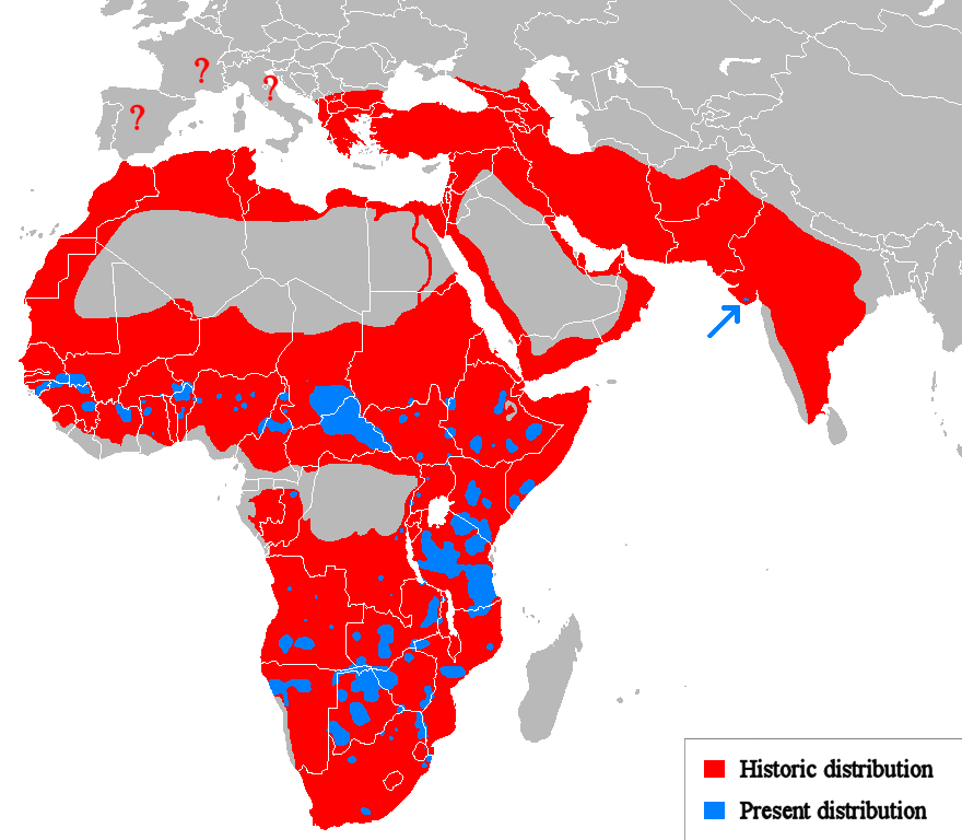 Historic and Present Distribution of lions