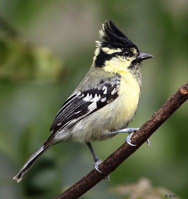 Indian Yellow Tit