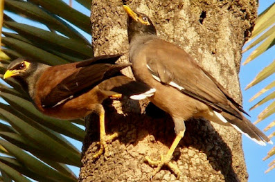 "Common Myna  - Acridotheres tristis - a pair on a date palm tree."