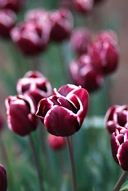 Woodland Tulip Festival