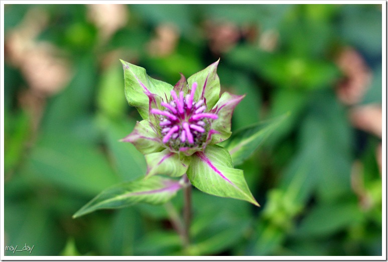 100_edited-1
