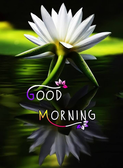 White Flower Good Morning Images HD