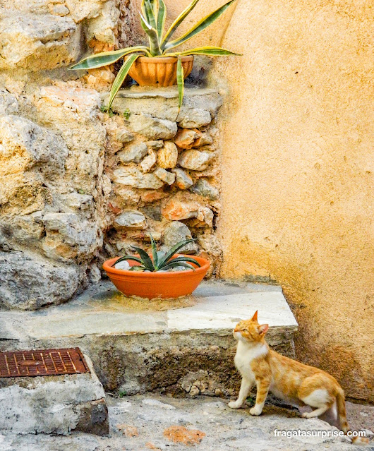 Gatos em Monemvasia na Grécia