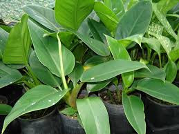 Philodendron Green Imperial