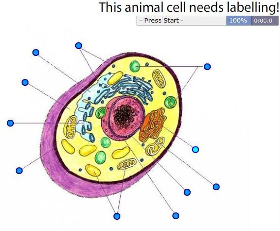 Animal Cell Form 4. Label the Animal Cell