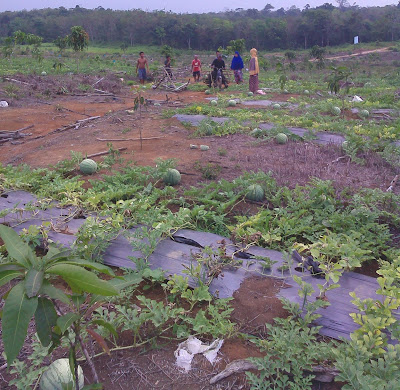  Keunggulan Menanam Buah Semangka Dengan Metode Mulsa Keunggulan Menanam Buah Semangka Dengan Metode Mulsa