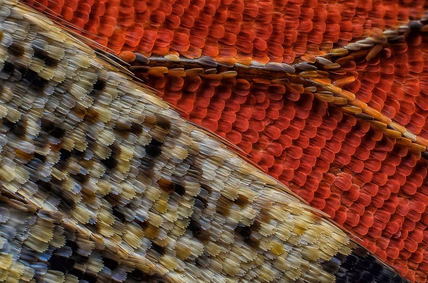 2016 Nikon Macro Photo Contest Winners Show The World Like You’ve Never Seen Before - Eleventh Place. Scales Of A Butterfly Wing Underside