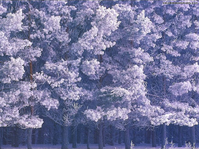 arboles-frondosos-con-nieve-en-sus-ramas-y-hojas