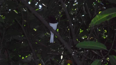 Oriental magpie-robin bird photo