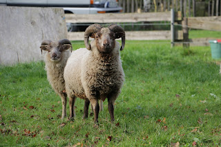 Shetlandbock