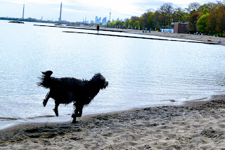 Dogs cool off during heatwave on Toronto Beaches