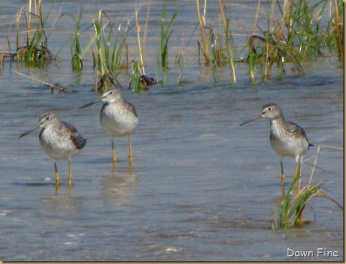 Birding south beach_091