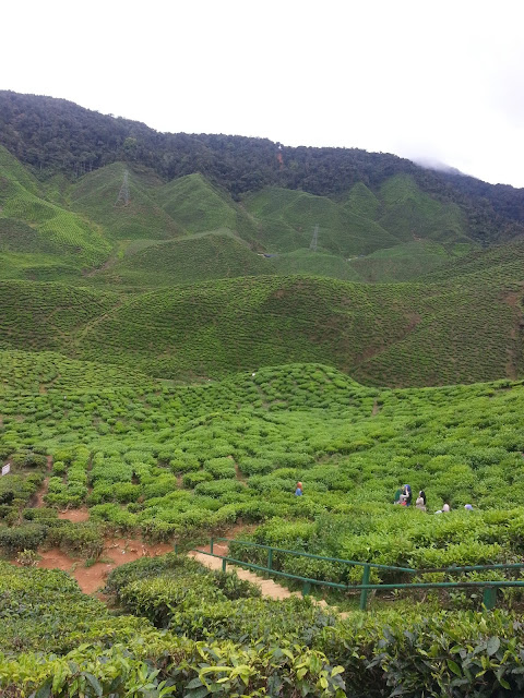 Cameron Highland,holiday,best,menarik,sejuk,cantik,ladang teh,view cantik