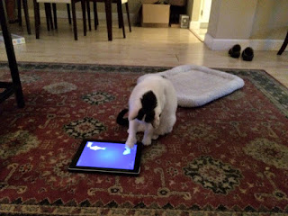 Cat running a game of "Cat Fishing" on iPad
