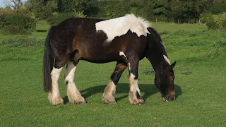 Giants of the Equine global: A have a look at the arena's most effective Horse Breeds