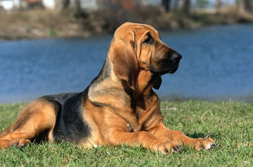 Hound Dog Puppies. Bloodhound Dog