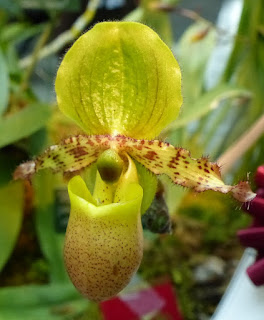 Paphiopedilum primulinum var. purpurascens