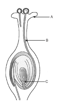 HOW DO ORGANISMS REPRODUCE?