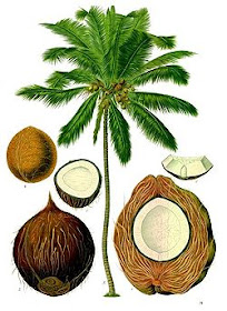 cocotero Cocos nucifera