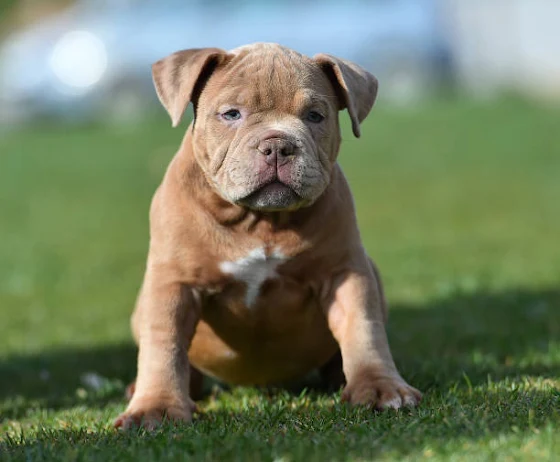 American Bully Puppies: The Perfect Companion for Your Family