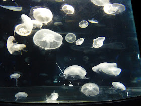 aquarium Kaiyukan à Osaka Japon