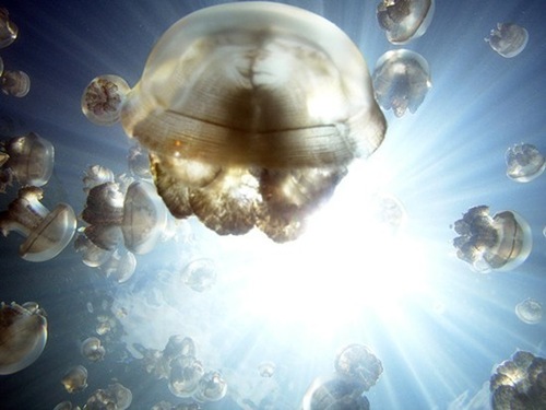 jellyfish-lake (3)
