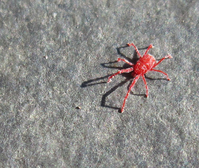 Mite, Balaustium species, on a doorstep at Porthclais, near St David's (Tyddewi), Pembrokeshire.  9 July 2011.