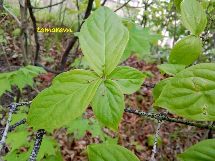 Бересклет малоцветковый (Euonymus pauciflorus)