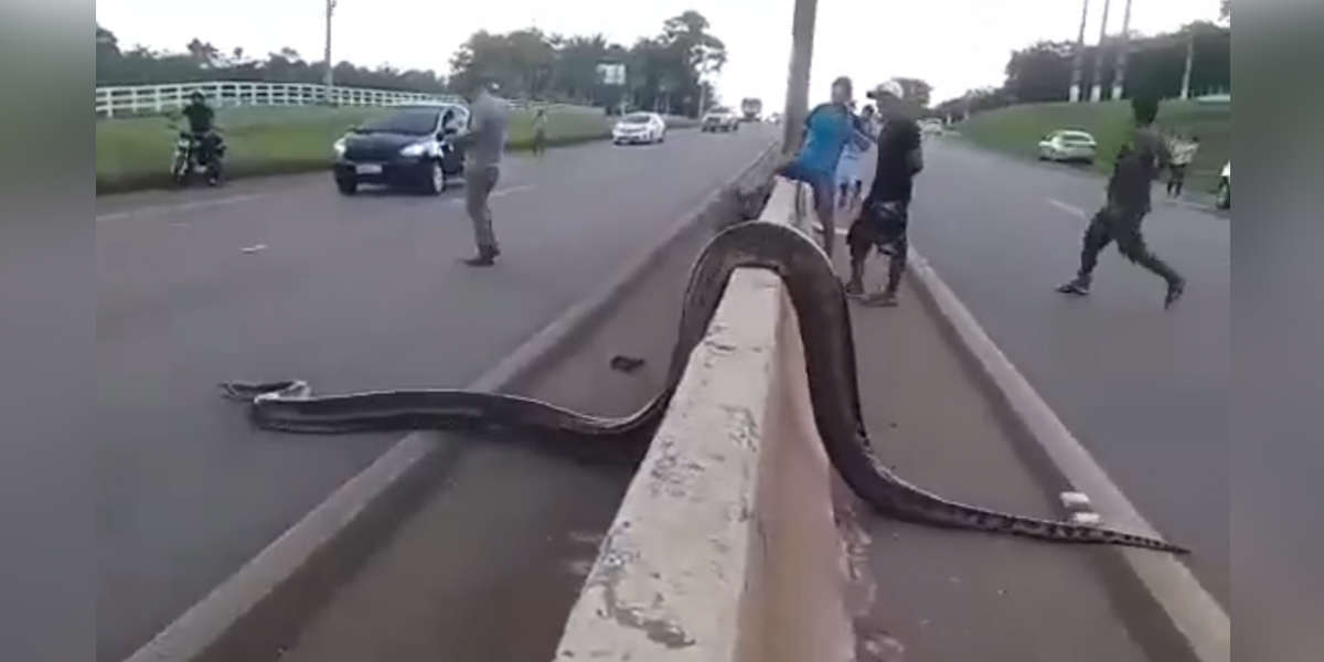 People Stopped The Traffic To Help A Gigantic Snake Cross The Road