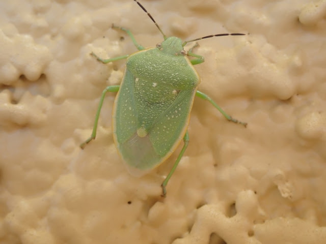 Chlorochroa uhleri