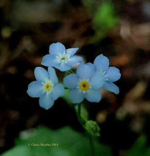 Blue Flowers of the Garden