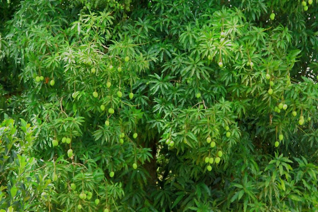 Mango Tree