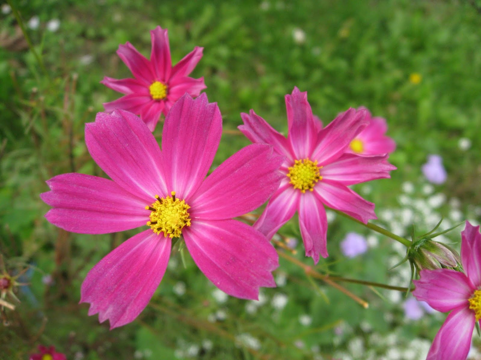 Flower Picture: Daisy Flower  3