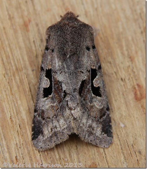 hebrew-character-3