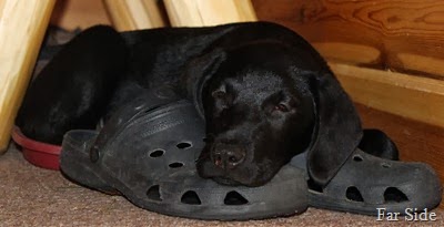 Asleep on my shoes