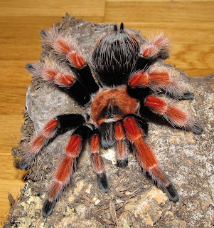 brachypelma smithi, brachypelma vagans, brachypelma albopilosum, brachypelma emilia, brachypelma boehmei, brachypelma albiceps, brachypelma kahlenbergi, brachypelma auratum, brachypelma annitha, brachypelma klaasi, brachypelma angustum, brachypelma albiceps for sale, brachypelma auratum care sheet, brachypelma aureoceps, brachypelma albopilosum lifespan, brachypelma annitha for sale, brachypelma a vendre, brachypelma baumgarteni, brachypelma boehmei for sale, brachypelma boehmei care, brachypelma boehmei sling, brachypelma baumgarteni for sale, brachypelma boehmei for sale uk, brachypelma boehmei handling, brachypelma boehmei sling care sheet, brachypelma boehmei poison, brachypelma cf. vagans, brachypelma care sheet, brachypelma chinese, brachypelma collection, brachypelma crossbreed, brachypelma chaco, brachypelma cf angustum, brachypelma care, brachypelma classification, brachypelma curly hair, brachypelma distribution, brachypelma albopilosum diet, brachypelma albopilosum description, brachypelma emilia docile, what do brachypelma smithi eat, brachypelma welt der spinnen, cuidados de brachypelma vagans, ficha de brachypelma smithi, brachypelma druhy, brachypelma smithi häutung dauer, brachypelma epicureanum, brachypelma emilia for sale, brachypelma emilia care, brachypelma emilia handling, brachypelma embrithes, brachypelma epic, brachypelma emilia growth rate, brachypelma epicureanum tarantula, brachypelma emilia sling, brachypelma for sale, brachypelma fossorium, brachypelma family, brachypelma fireleg, brachypelma florida, brachypelma fantasy, brachypelma fajok, female brachypelma smithi, female brachypelma smithi for sale, brachypelma smithi for sale, brachypelma genus, brachypelma grammostola, brachypelma growth rate, brachypelma genus list, brachypelma geniculata, brachypelma geschlechtsbestimmung, brachypelma smithi growth rate, brachypelma albopilosum growth rate, brachypelma boehmei growth rate, brachypelma hamorii, brachypelma hybrid, brachypelma humidity, brachypelma habitat, brachypelma herkunftsnachweis, habitat brachypelma smithi, harga brachypelma smithi, handling brachypelma smithi, brachypelma boehmei habitat, brachypelma albopilosum habitat, brachypelma identification, brachypelma vagans info, brachypelma smithi information, brachypelma vagans in florida, brachypelma smithi iucn, brachypelma emilia info, brachypelma klaasi information, brachypelma auratum breeding information, brachypelma albopilosum info, brachypelma auratum info, brachypelma jad, jual brachypelma smithi, jual brachypelma boehmei, juvenile brachypelma smithi, jual brachypelma emilia, jual brachypelma auratum, jual brachypelma vagans, jenis brachypelma, jual brachypelma albopilosum, jual brachypelma, brachypelma klaasi for sale, brachypelma klaasi care sheet, brachypelma klaasi care, brachypelma klaasi tarantula, brachypelma klaasi growth rate, brachypelma klaasi wikipets, brachypelma klaasi breeding, brachypelma klaasi temperament, brachypelma list, largest brachypelma, brachypelma species list, brachypelma boehmei lifespan, brachypelma smithi lifespan, brachypelma vagans lifespan, luftfeuchtigkeit brachypelma smithi, lebenserwartung brachypelma smithi, lebenserwartung brachypelma albopilosum, brachypelma meaning, brachypelma mesomelas, brachypelma mating, brachypelma mexico, brachypelma male or female, brachypelma male lifespan, brachypelma margonem, brachypelma metallica, male brachypelma smithi lifespan, male brachypelma smithi, brachypelma nl, brachypelma smithi natural habitat, brachypelma albopilosum natural habitat, brachypelma vagans natural habitat, brachypelma auratum natural habitat, brachypelma albopilosum not eating, brachypelma common names, brachypelma albiceps common name, nahrung brachypelma smithi, brachypelma smithi nie chce jeść, brachypelma boehmei or emilia, list of brachypelma species, types of brachypelma, brachypelma smithi male or female, brachypelma albopilosum male or female, list of brachypelma, brachypelma boehmei male or female, list of brachypelma tarantulas, brachypelma smithi opis, wszystko o brachypelma smithi, brachypelma pronunciation, brachypelma pallidum, brachypelma parahybana, brachypelma pulchra, brachypelma pulchripes, brachypelma pdf, brachypelma papiery, brachypelma ptasznik, brachypelma smithi price, brachypelma species photos, brachypelma ruhnaui, brachypelma ruhnaui care sheet, brachypelma ruhnaui care, brachypelma rosea, brachypelma rosea haltung, brachypelma ruhnaui albiceps, brachypelma rosea wikipedia, rarest brachypelma, rare brachypelma species, brachypelma sabulosum, brachypelma schroederi, brachypelma smithi care, brachypelma species, brachypelma smithi bite, brachypelma smithi size, brachypelma smithi female for sale, brachypelma smithi enclosure, brachypelma s, brachypelma tarantula, brachypelma tarantula list, brachypelma tarantula species, brachypelma tarantula family, brachypelma temperature, brachypelma terrarium, brachypelma te koop, tarantula brachypelma boehmei, tarantula brachypelma emilia, tarantula brachypelma albopilosum, brachypelma smithi urticating hairs, brachypelma smithi unterschied männchen weibchen, brachypelma smithi uk, brachypelma vagans ugryzienie, brachypelma sp isla utila, brachypelma utila, brachypelma ukąszenie, brachypelma vagans ukaszenie, brachypelma smithi umsetzen, acheter une brachypelma smithi, brachypelma verdezi, brachypelma vagans care, brachypelma vagans habitat, brachypelma vagans growth rate, brachypelma vagans florida, brachypelma vagans handling, brachypelma vagans for sale, brachypelma vagans temperament, brachypelma wiki, brachypelma website, brachypelma albopilosum wiki, brachypelma smithi wikipets, brachypelma auratum wiki, brachypelma vagans wikipets, brachypelma boehmei wikipets, brachypelma emilia wikipets, brachypelma auratum wikipets, brachypelma verdezi x vagans, brachypelma boehmei x smithi, brachypelma albopilosum x vagans, brachypelma smithi x boehmei, brachypelma smithi x brachypelma boehmei, brachypelma boehmei x brachypelma emilia, brachypelma youtube, brachypelma sp yucatan, brachypelma vagans youtube, brachypelma emilia youtube, brachypelma smithi 1 year old, brachypelma smithi youtube, brachypelma sp yaxchilan, brachypelma boehmei youtube, brachypelma albopilosum youtube, brachypelma albiceps youtube, grammostola aphonopelma y brachypelma, brachypelma zucht, brachypelma smithi züchter, brachypelma vagans zucht, brachypelma smithi zvliekanie, brachypelma smithi zu verkaufen, brachypelma smithi zu kalt, brachypelma züchter, brachypelma emilia zucht, brachypelma annitha züchter, zaświadczenie brachypelma, 0.1 brachypelma emilia kaufen, brachypelma smithi 0.1 kaufen, brachypelma smithi 1 cm, 1.0 brachypelma boehmei, 1.0 brachypelma smithi, brachypelma smithi sprzedam 2013, brachypelma smithi sprzedam 2014, brachypelma smithi sprzedam 2012, brachypelma boehmei sprzedam 2013, brachypelma smithi 2013, brachypelma smithi 2 cm, brachypelma vagans 2 vedléses, brachypelma smithi 3 cm, brachypelma smithi 3 fh, brachypelma smithi 3dc, brachypelma smithi l2/3, brachypelma smithi 4 jahre alt, brachypelma smithi 5 svlek, brachypelma albopilosum l5/6, brachypelma albopilosum l7, brachypelma smithi 8 svlek,